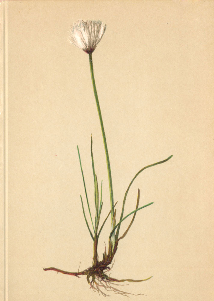 ALPENFLORA ALPINE FLOWERS. Eriophorum Scheuchzeri Hoppe-Scheuchzer Wollgras 1897